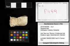 Foto (Objekt + Etiketten) von Decapoda indet. 